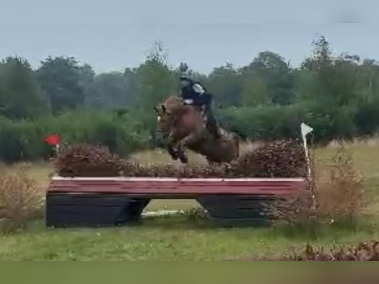 Zangersheider Mix Gelding 6 years 16 hh Chestnut in Hascombe, Surrey