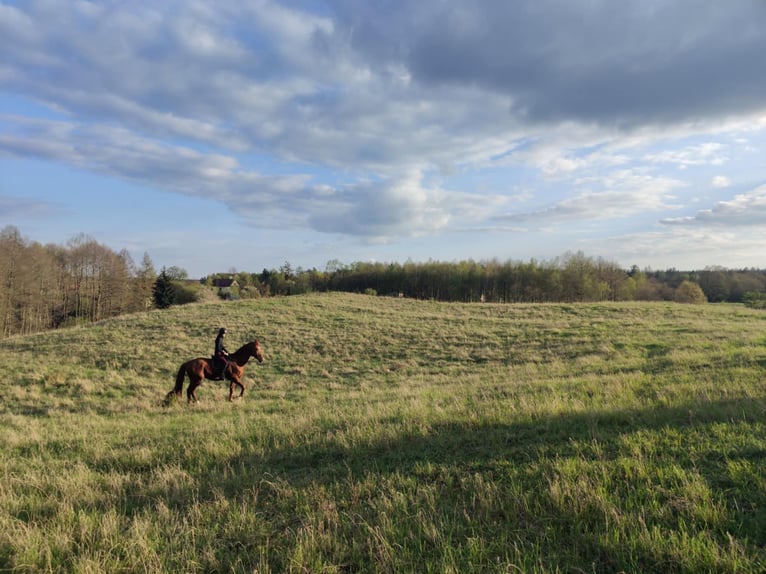 Zangersheider Gelding 6 years 16 hh Chestnut-Red in Mr&#x105;gowo