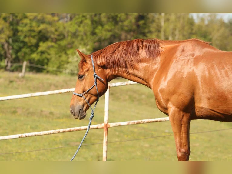 Zangersheider Gelding 6 years 16 hh Chestnut-Red in Mr&#x105;gowo