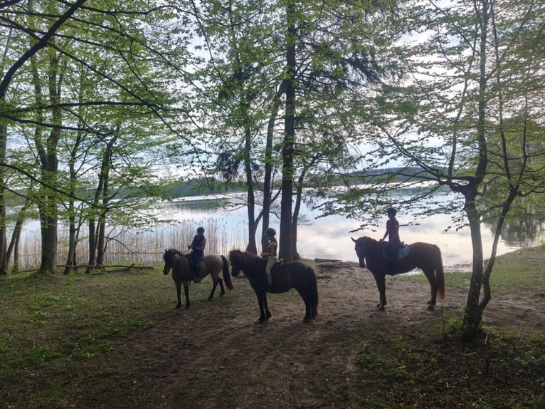 Zangersheider Gelding 6 years 16 hh Chestnut-Red in Mr&#x105;gowo