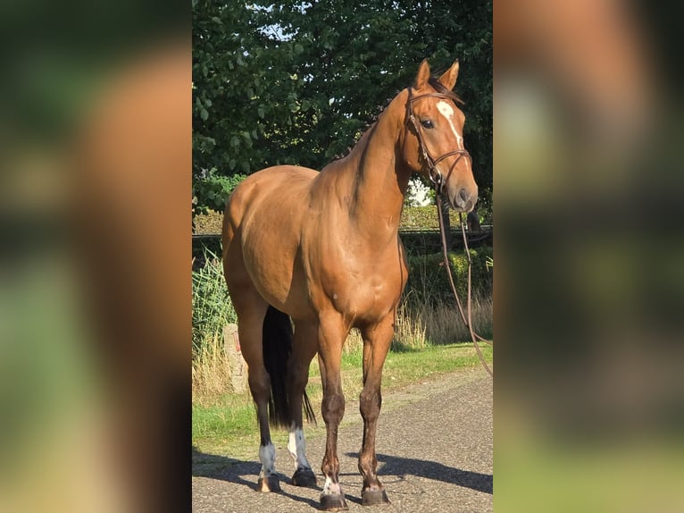 Zangersheider Gelding 6 years 16 hh in Someren