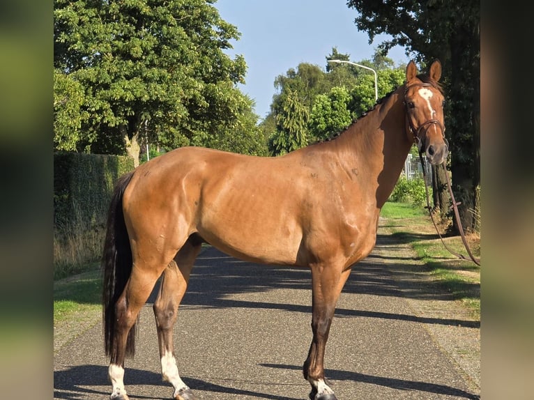 Zangersheider Gelding 6 years 16 hh in Someren