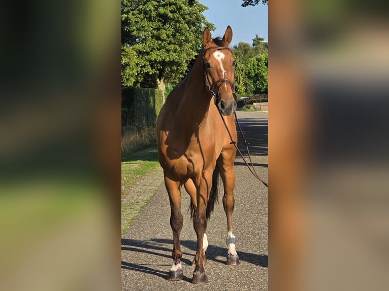 Zangersheider Gelding 6 years 16 hh in Someren
