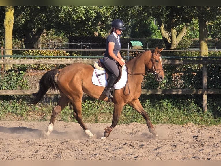 Zangersheider Gelding 6 years 16 hh in Someren