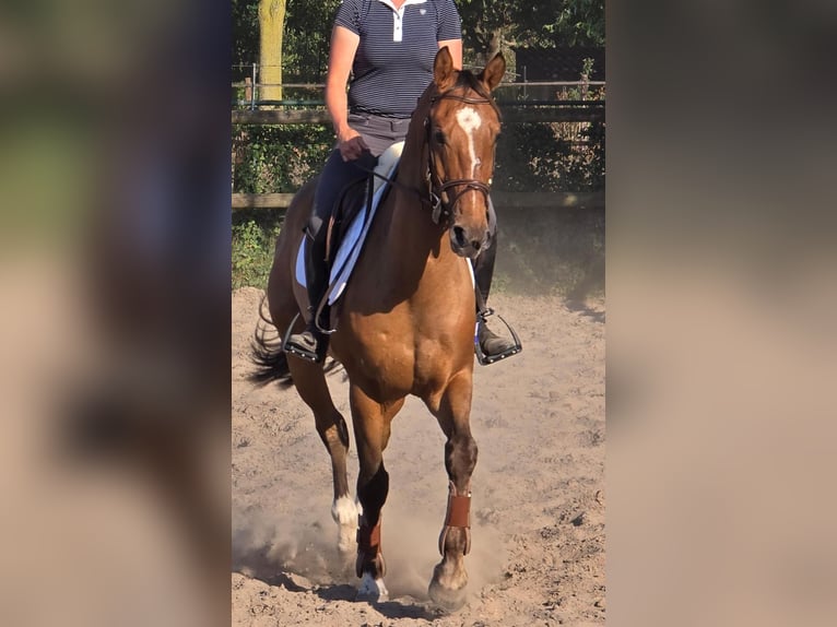 Zangersheider Gelding 6 years 16 hh in Someren