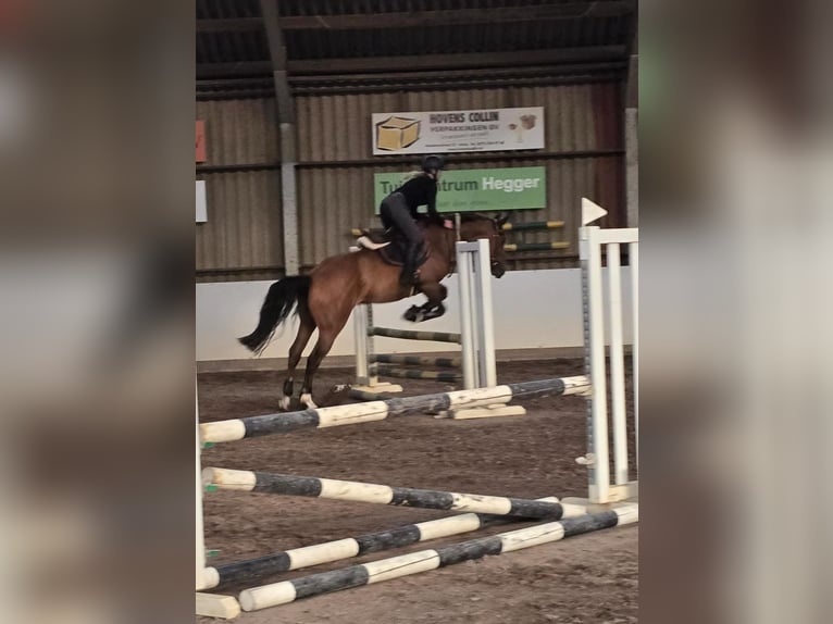 Zangersheider Gelding 6 years 16 hh in Someren