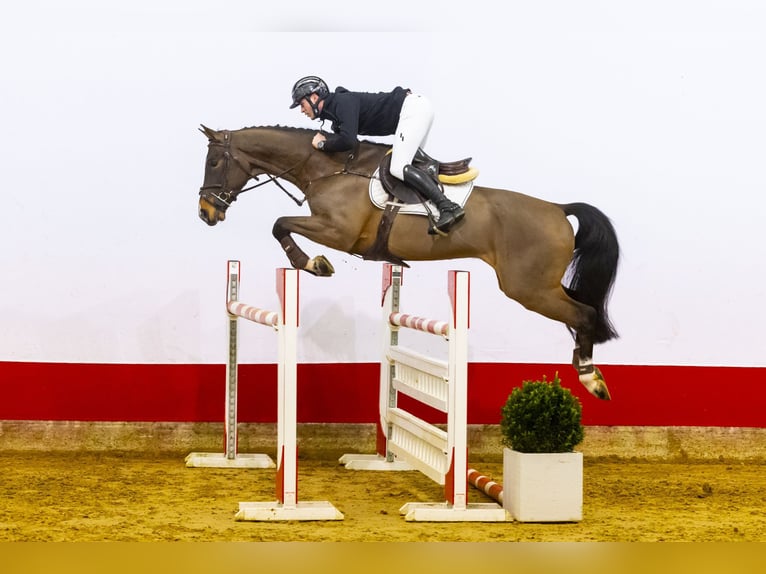 Zangersheider Gelding 6 years 16,1 hh Bay-Dark in Budapest