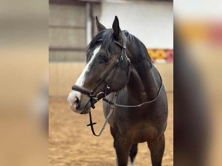 Zangersheider Gelding 6 years 16,1 hh Brown in Saarbrücken