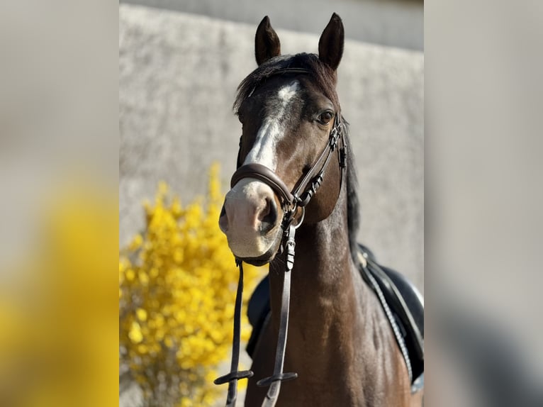 Zangersheider Gelding 6 years 16,1 hh Brown in Saarbrücken