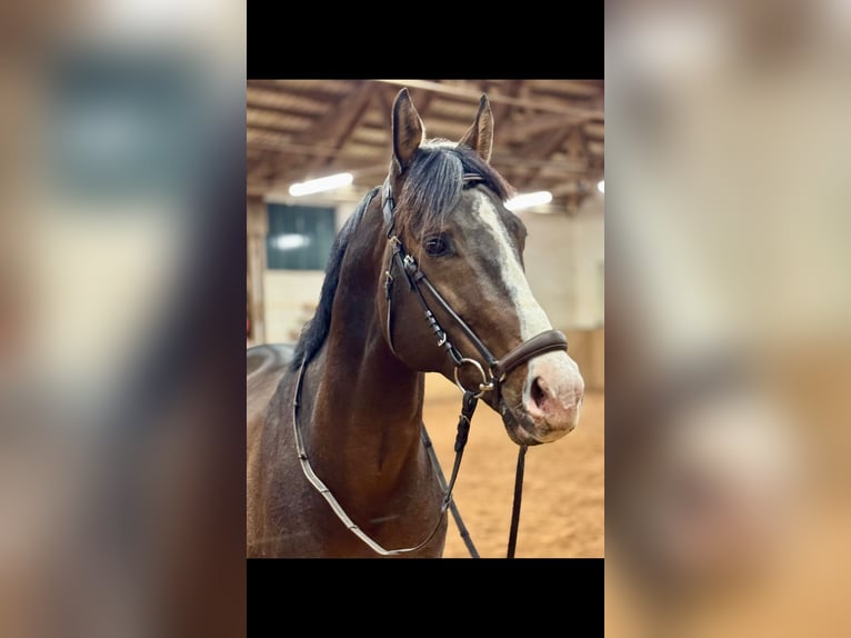 Zangersheider Gelding 6 years 16,1 hh Brown in Saarbrücken