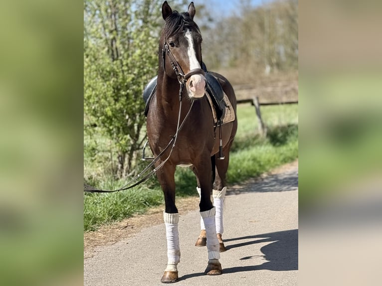 Zangersheider Gelding 6 years 16,1 hh Brown in Saarbrücken