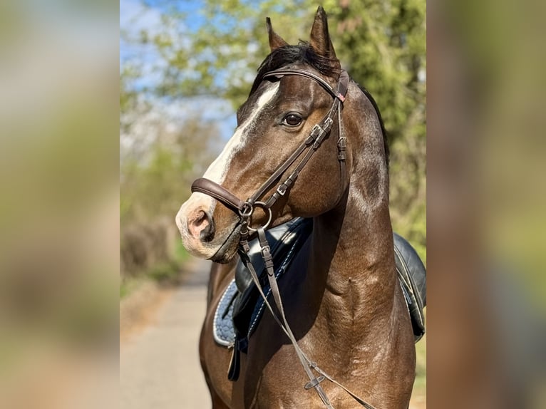 Zangersheider Gelding 6 years 16,1 hh Brown in Saarbrücken