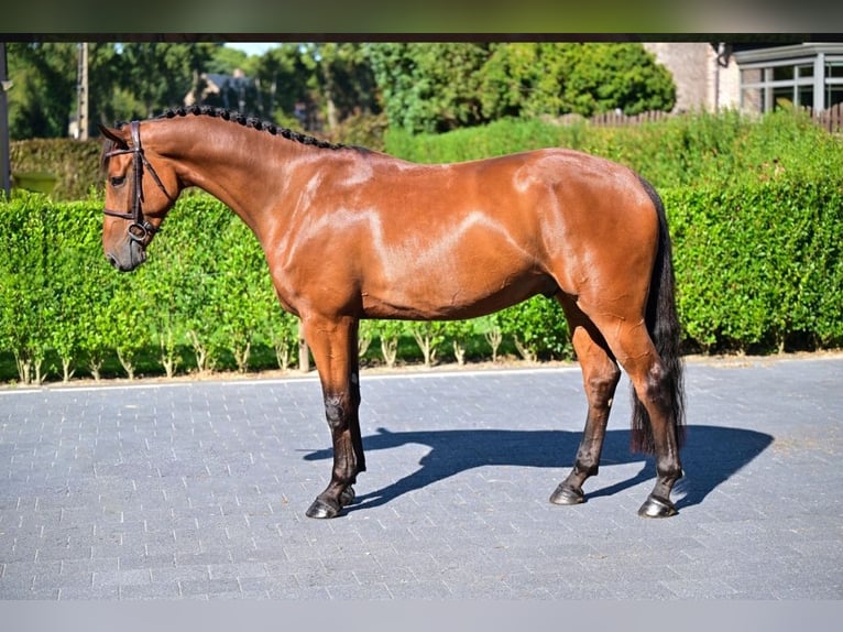 Zangersheider Gelding 6 years 16,1 hh Brown in Oberstadion