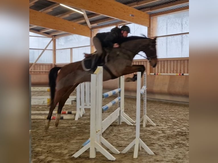 Zangersheider Gelding 6 years 16,1 hh Brown in Bergen (Dumme) Bergen