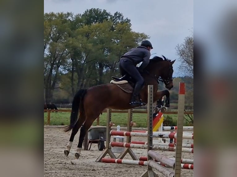 Zangersheider Gelding 6 years 16,1 hh Brown in Bergen (Dumme) Bergen