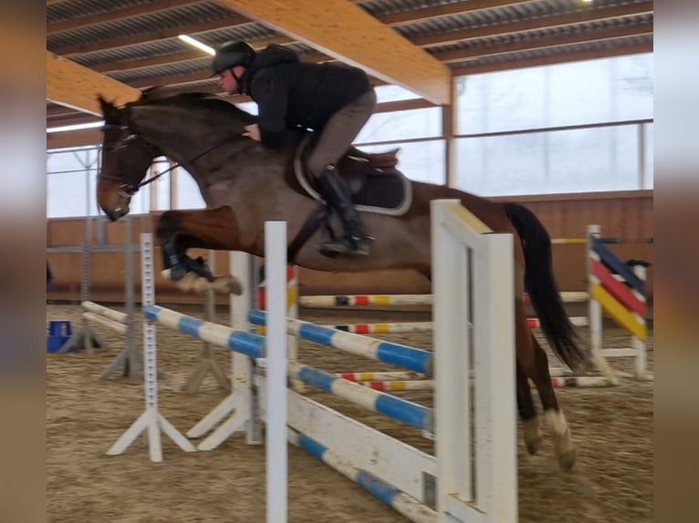Zangersheider Gelding 6 years 16,1 hh Brown in Bergen (Dumme) Bergen