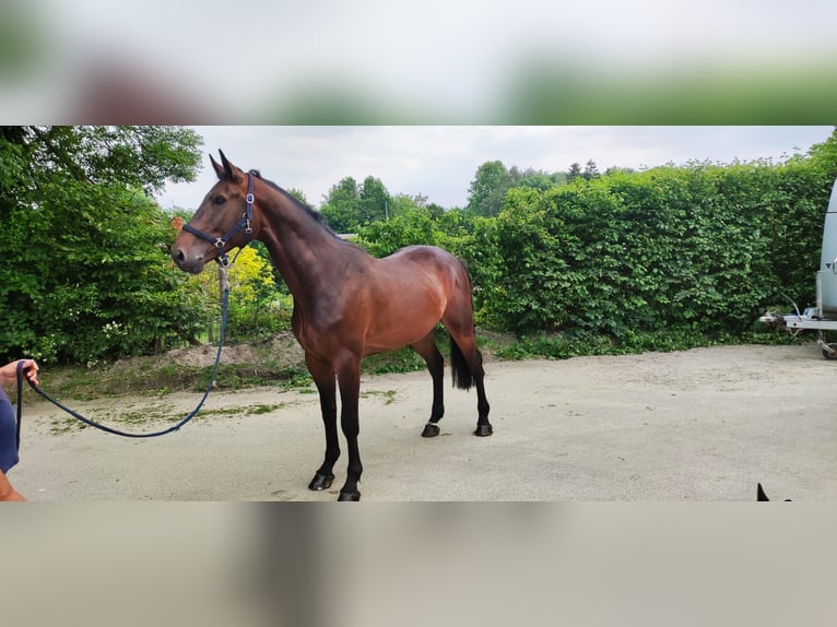 Zangersheider Gelding 6 years 16,2 hh Bay-Dark in Regau Zangersheider Gelding 6 years 16,2 hh Bay-Dark in Regau