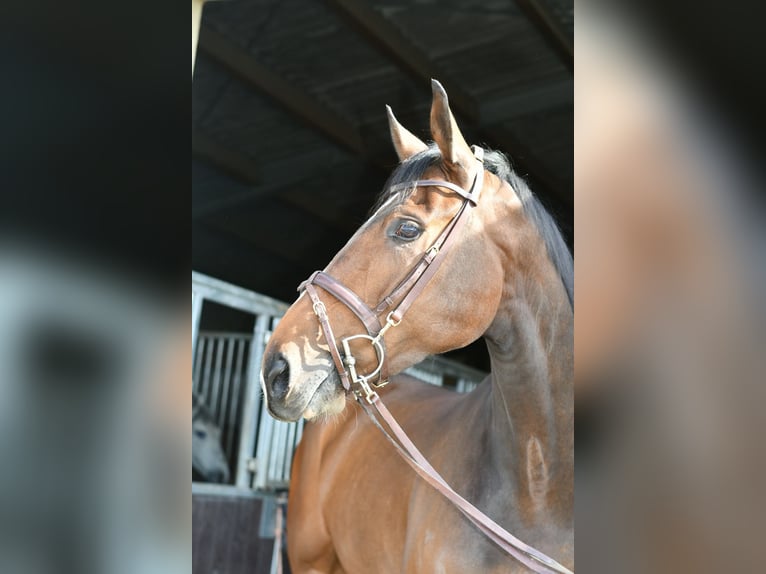 Zangersheider Gelding 6 years 16,2 hh Bay-Dark in Geilenkirchen