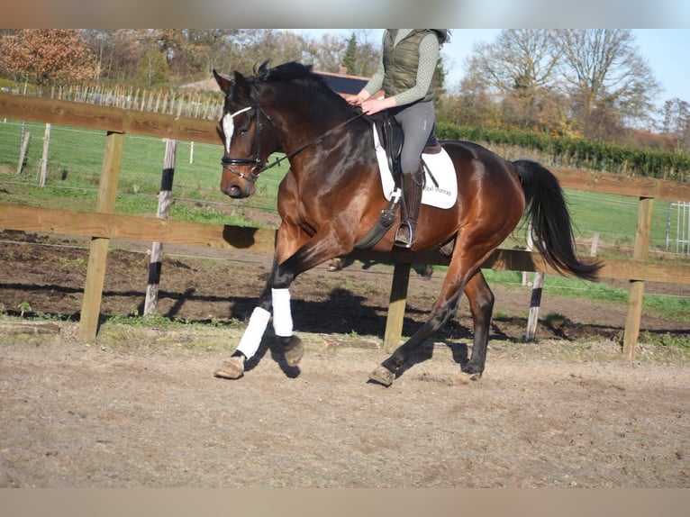 Zangersheider Gelding 6 years 16,2 hh Brown in Achtmaal