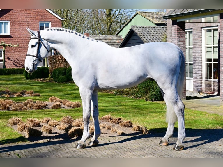Zangersheider Gelding 6 years 16,2 hh Gray in Bladel