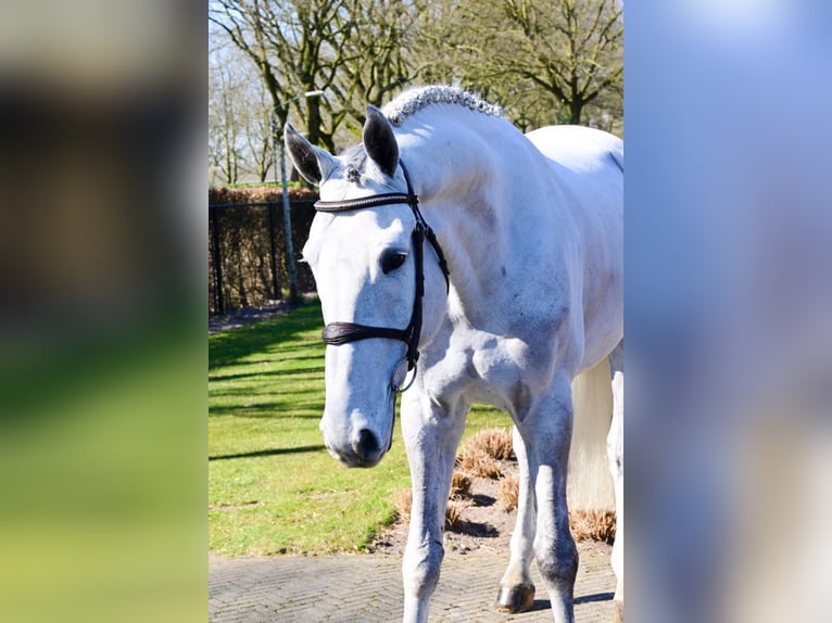 Zangersheider Gelding 6 years 16,2 hh Gray in Bladel