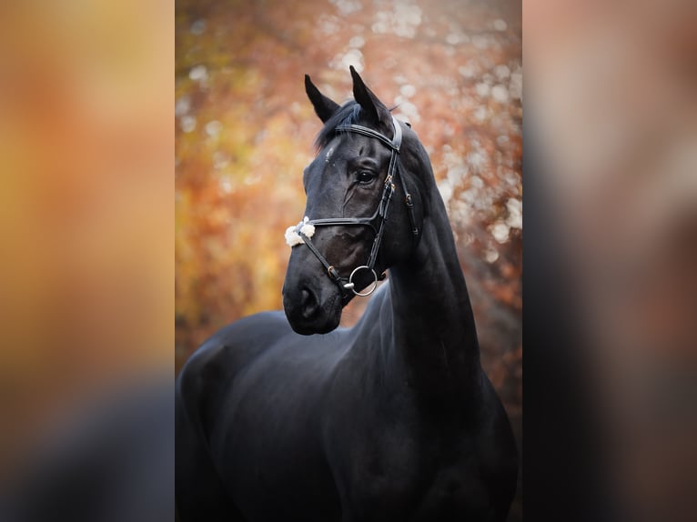 Zangersheider Gelding 6 years 16,3 hh Black in Wrocław