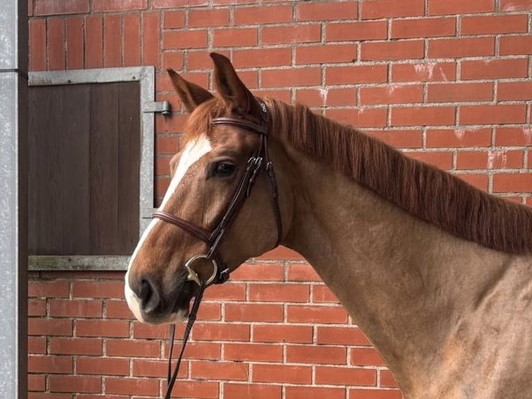 Zangersheider Gelding 6 years 16,3 hh Chestnut-Red in Ellerhoop