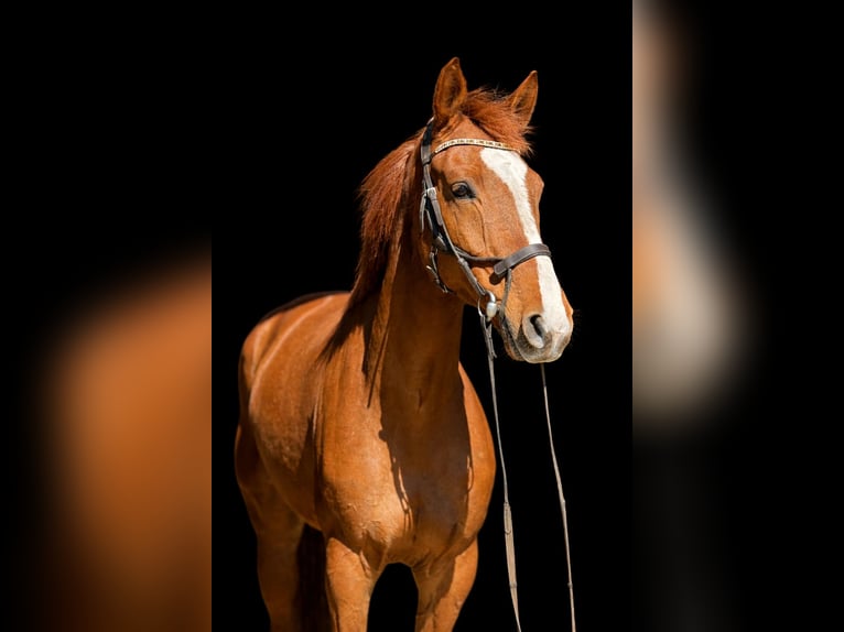 Zangersheider Gelding 6 years 16,3 hh Chestnut-Red in Grevesmühlen