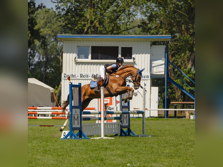 Zangersheider Gelding 6 years 16,3 hh Chestnut-Red in Peenemünde