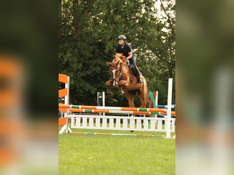 Zangersheider Gelding 6 years 16,3 hh Chestnut-Red in Peenemünde