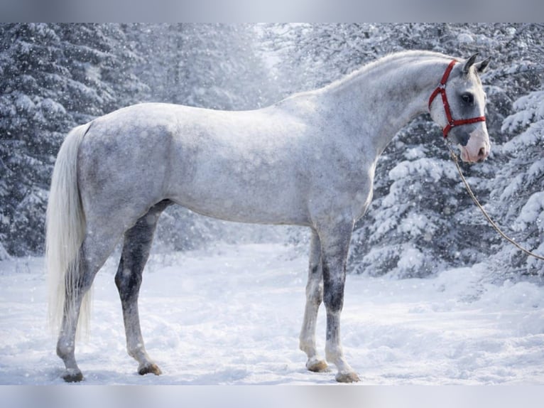 Zangersheider Gelding 6 years 16,3 hh Grey in Debrecen