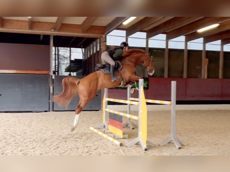 Zangersheider Gelding 6 years 17,1 hh Chestnut-Red in Schlins