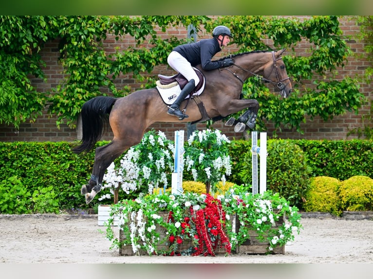 Zangersheider Gelding 6 years 17.2 hh Brown in Bladel