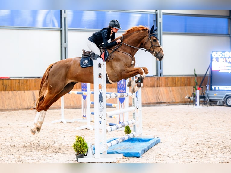 Zangersheider Gelding 6 years 17.2 hh Chestnut-Red in Jasienica