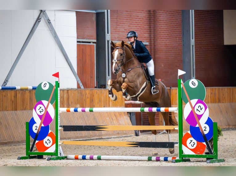 Zangersheider Gelding 6 years 17.2 hh Chestnut-Red in Jasienica