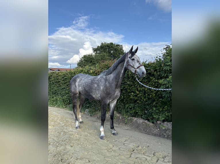 Zangersheider Gelding 6 years 17.2 hh Grey in Erkelenz