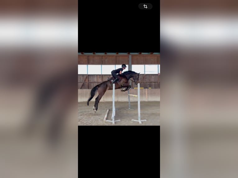 Zangersheider Gelding 6 years 17 hh Bay-Dark in Wien, Floridsdorf