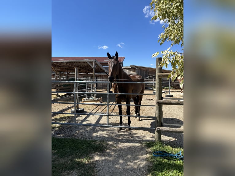 Zangersheider Gelding 6 years 17 hh Bay-Dark in Wien, Floridsdorf
