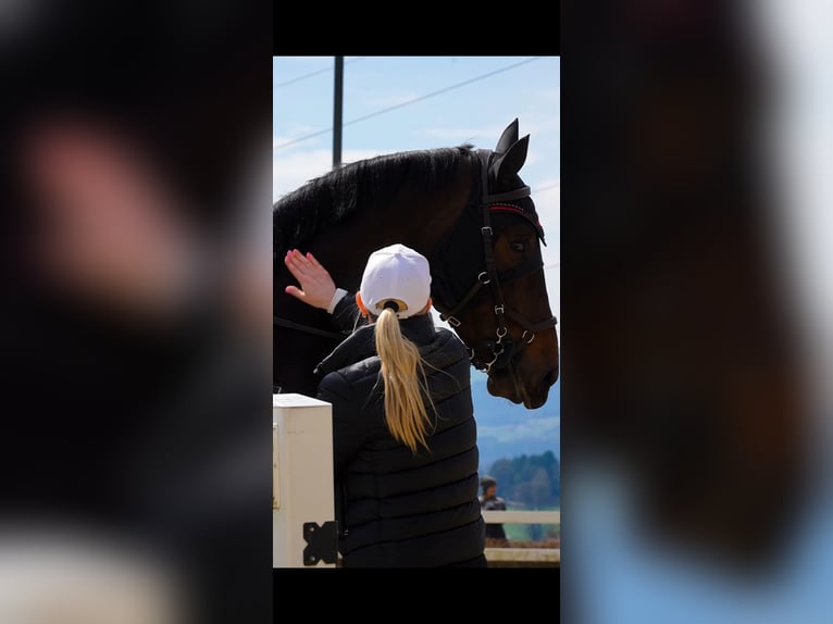 Zangersheider Gelding 6 years 17 hh Bay-Dark in Wien, Floridsdorf