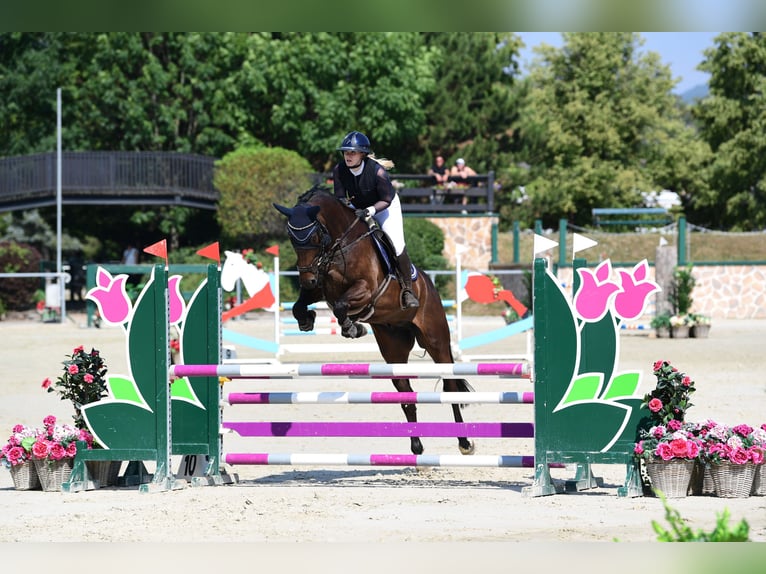 Zangersheider Gelding 6 years 17 hh Bay-Dark in Wien, Floridsdorf