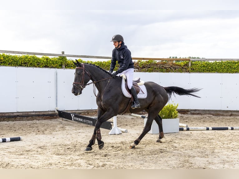 Zangersheider Gelding 6 years 17 hh Black in Waddinxveen