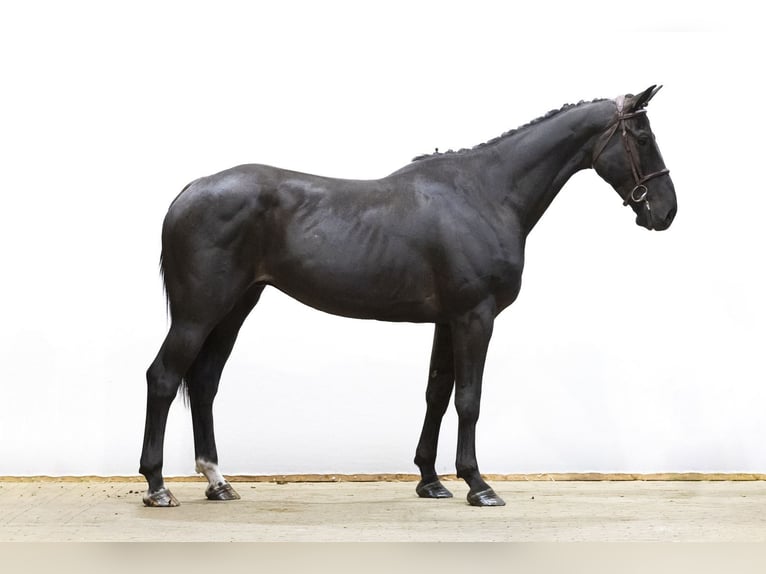 Zangersheider Gelding 6 years 17 hh Black in Waddinxveen