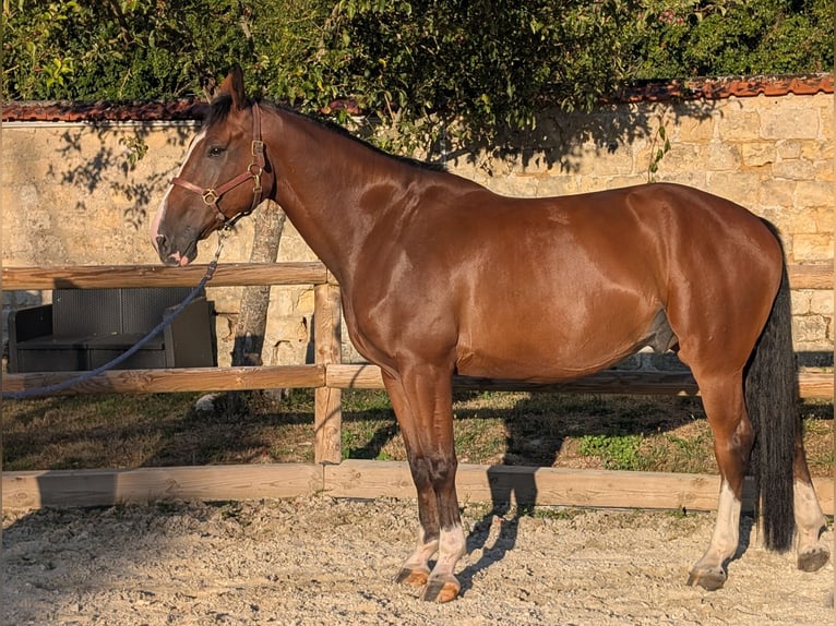 Zangersheider, Gelding, 6 years, 17 hh, Brown-Light