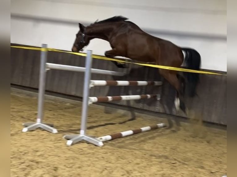 Zangersheider Gelding 6 years 17 hh Brown in Kevelaer