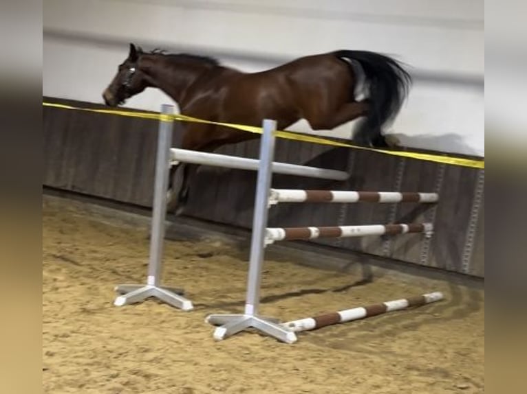 Zangersheider Gelding 6 years 17 hh Brown in Kevelaer