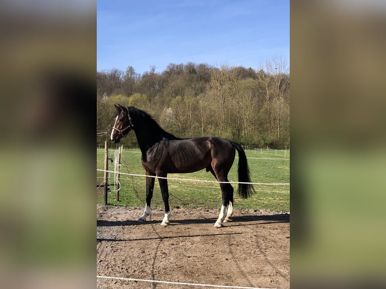 Zangersheider Gelding 6 years 17 hh Brown in Pfaffenhofen