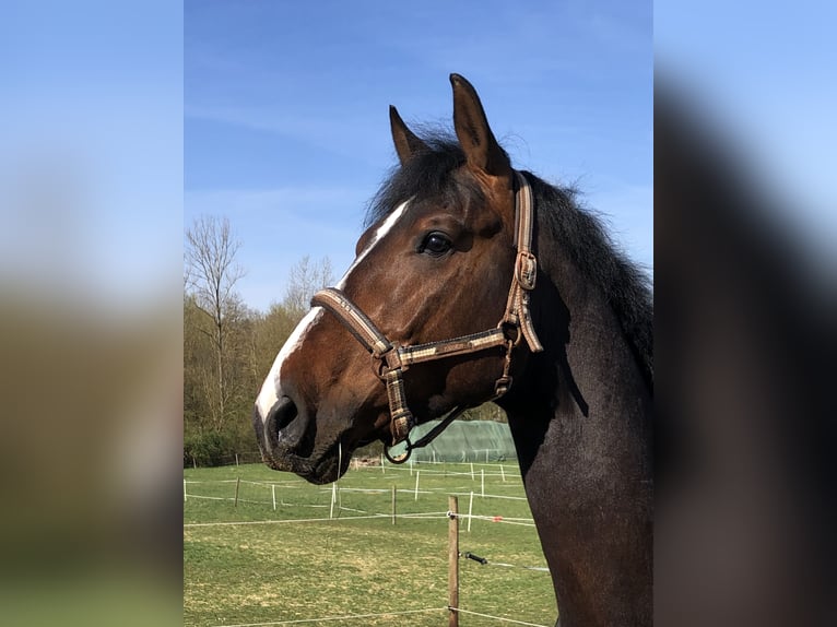 Zangersheider Gelding 6 years 17 hh Brown in Pfaffenhofen