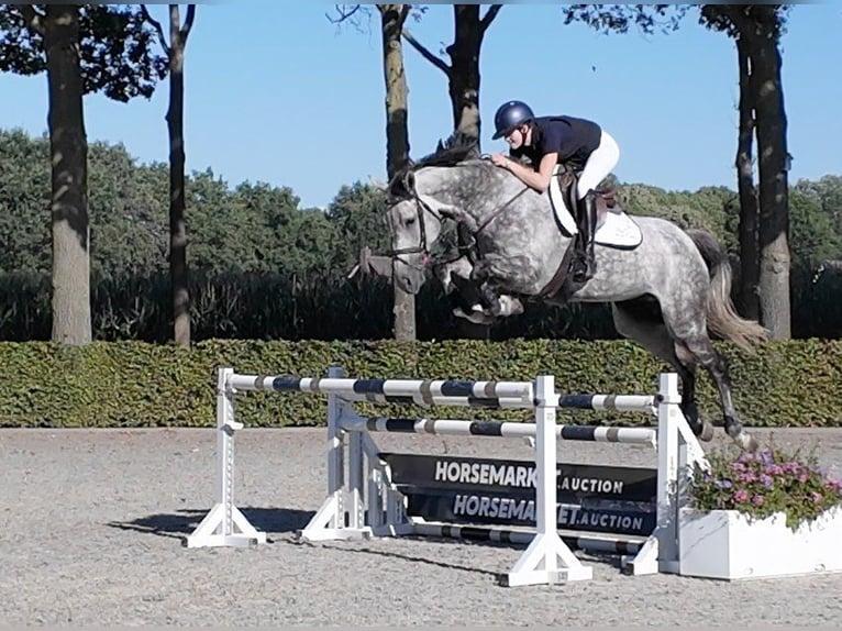 Zangersheider Gelding 6 years 17 hh Brown in Waddinxveen
