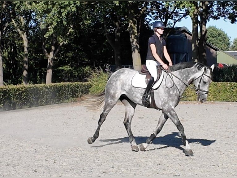 Zangersheider Gelding 6 years 17 hh Brown in Waddinxveen