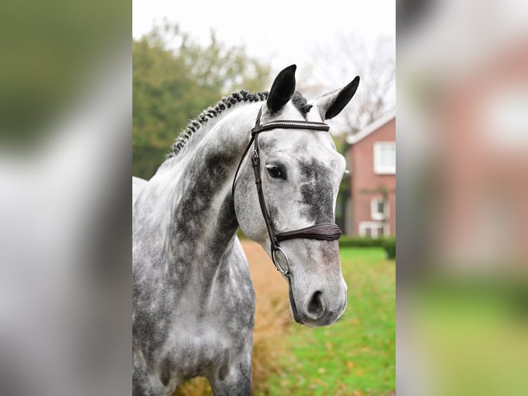 Zangersheider Gelding 6 years 17 hh Gray in Bladel